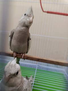 pair Grey cocktails parrots with