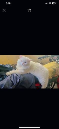 White Persian cat want to sale urgently liter train