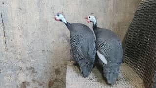 Guinea fowls / Teetar Pair