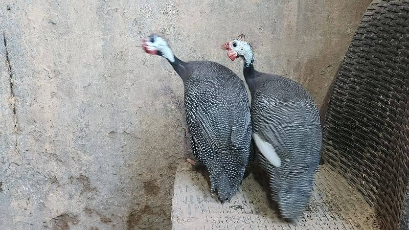 Guinea fowls / Teetar Pair 0