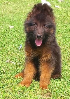 topline show quality gsd male puppy for sale