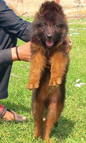 topline show quality gsd male puppy for sale 1