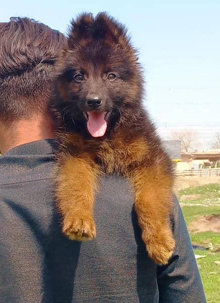 topline show quality gsd male puppy for sale 3