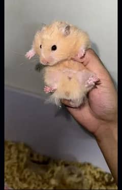 Hamster Babies For Sale