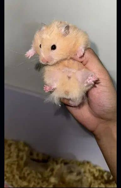 Hamster Babies For Sale 0