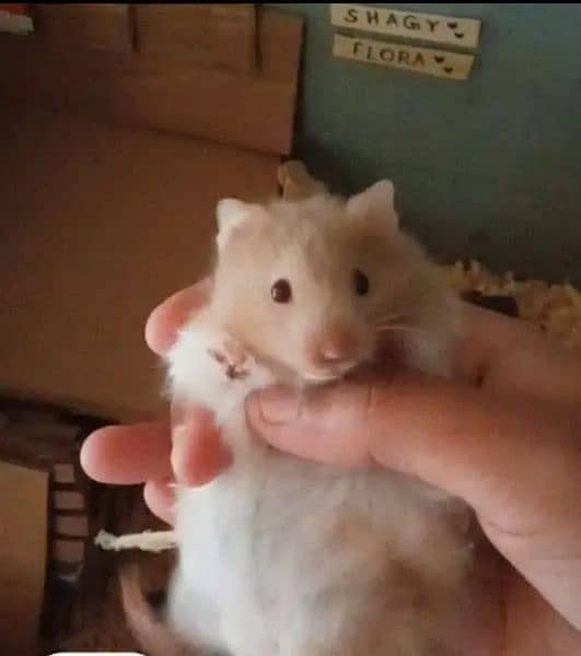 Hamster Babies For Sale 1