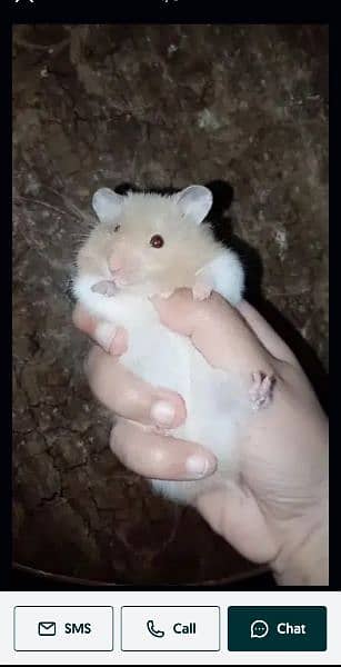 Hamster Babies For Sale 2
