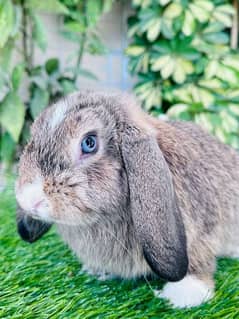 Male bunny breeder for sell 0
