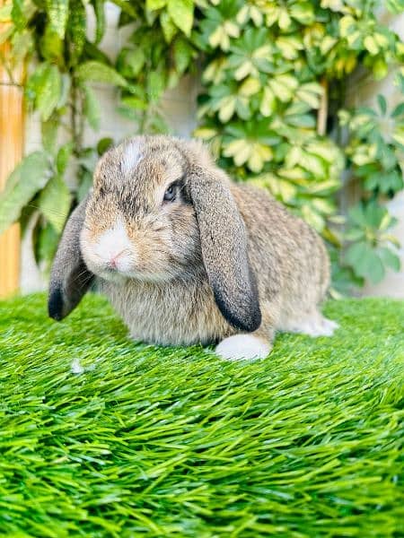 Male bunny breeder for sell 1