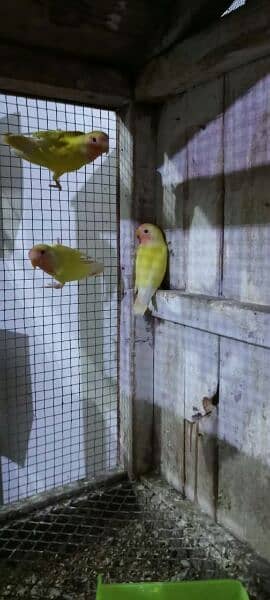 love birds common latino red eyes self pathy contact 03214015543 2