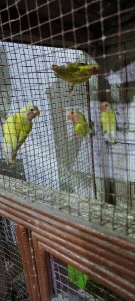 love birds common latino red eyes self pathy contact 03214015543 6