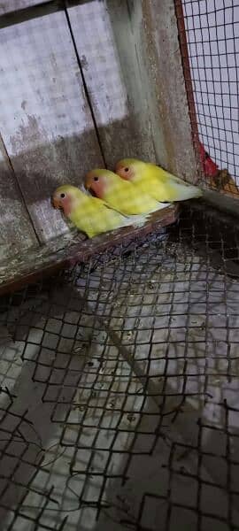 love birds common latino red eyes self pathy contact 03214015543 8