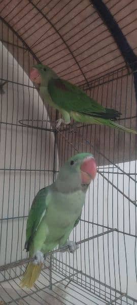 Raw Parrot Babies 1