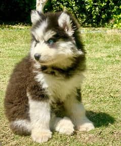 Siberian husky puppie For Sale