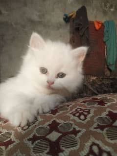 Persian Kittens white color triple coat 0