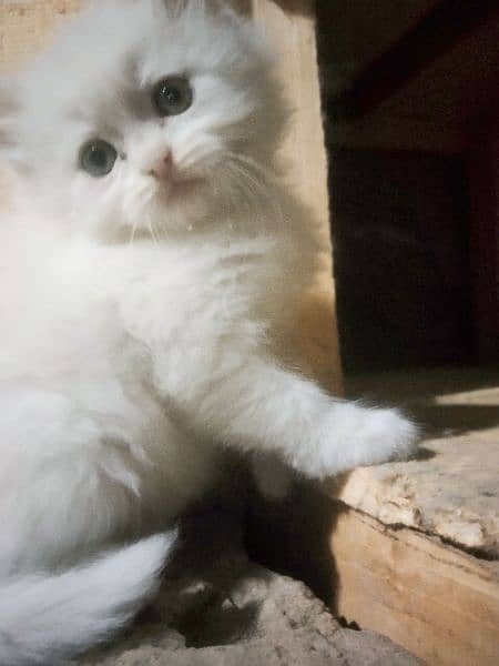 Persian Kittens white color triple coat 1