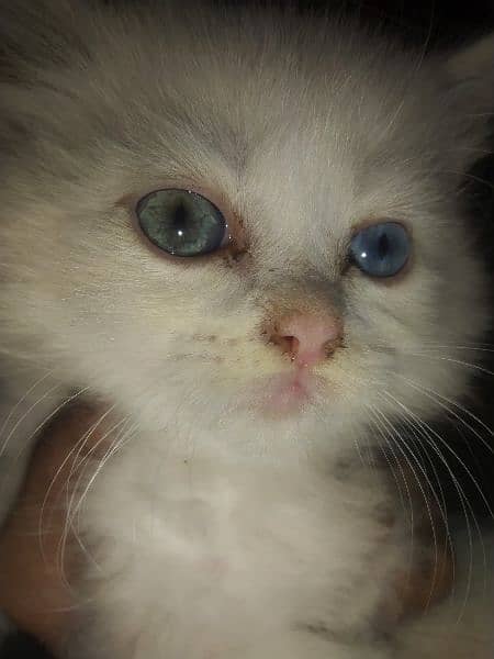 Persian Kittens white color triple coat 2