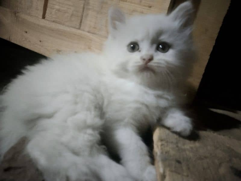 Persian Kittens white color triple coat 3