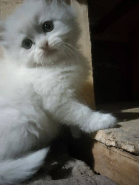 Persian Kittens white color triple coat 4