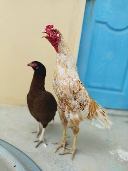 Hen and pair 1