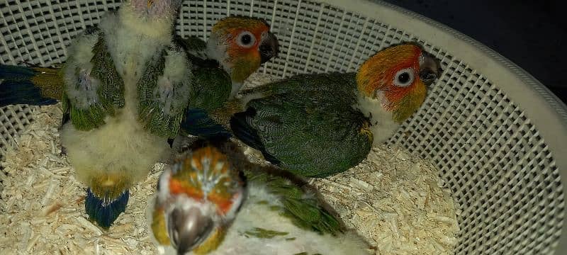 red factor sun conure chicks for tame 1