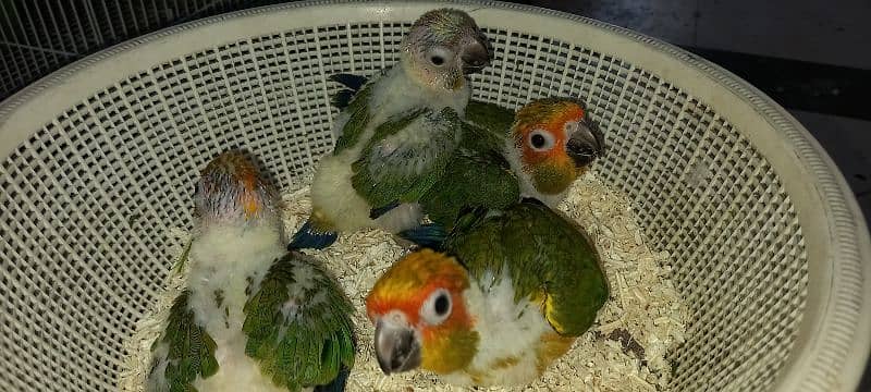 red factor sun conure chicks for tame 2