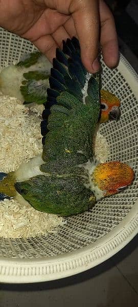 red factor sun conure chicks for tame 3