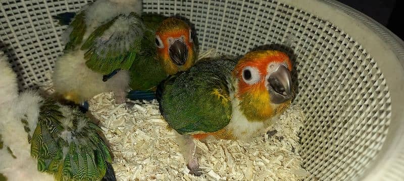red factor sun conure chicks for tame 4