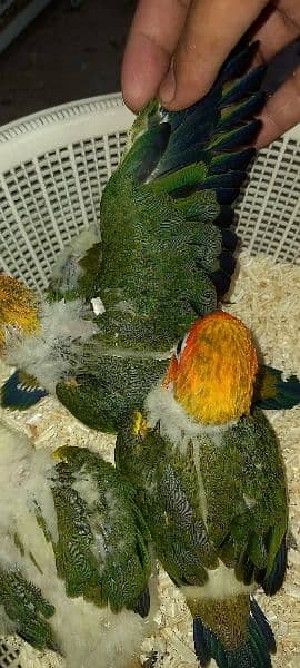 red factor sun conure chicks for tame 5