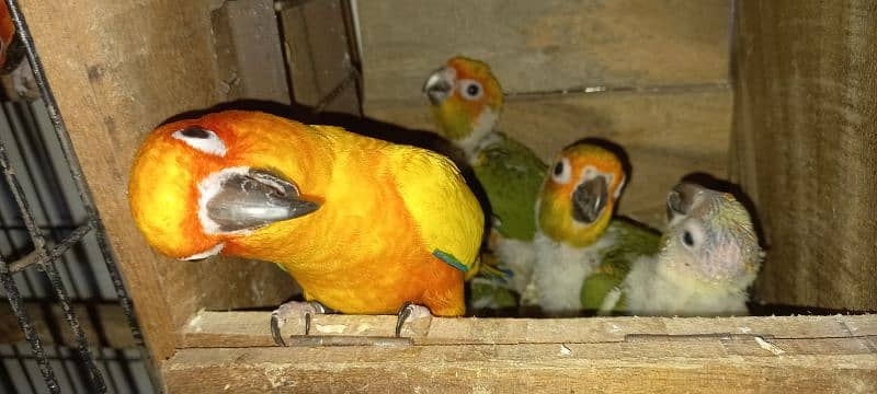 red factor sun conure chicks for tame 6