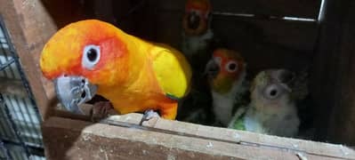 red factor sun conure chicks for tame