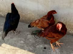 aseel hens for sale