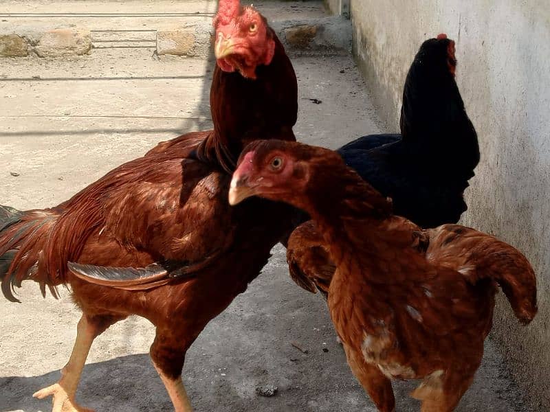 aseel hens for sale 1