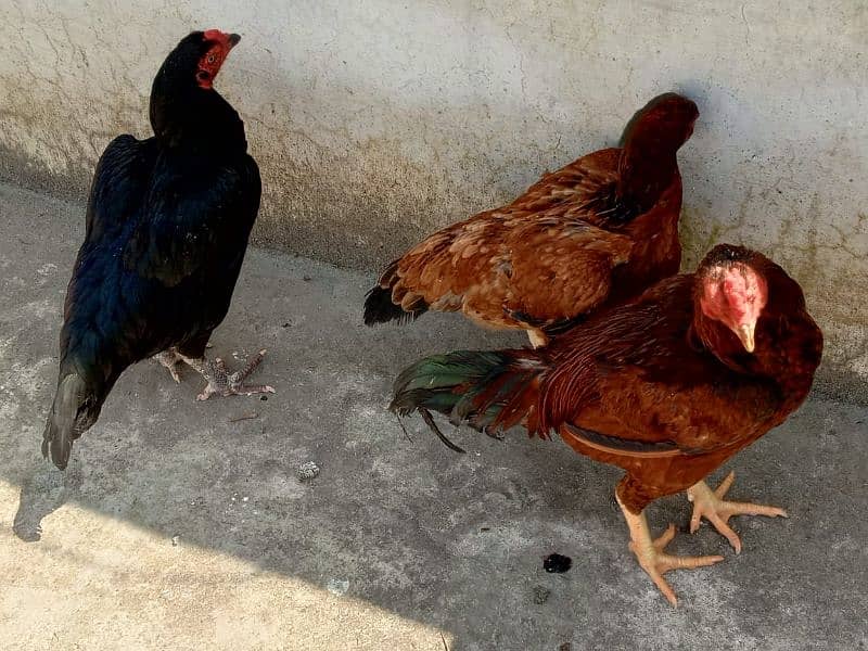 aseel hens for sale 2