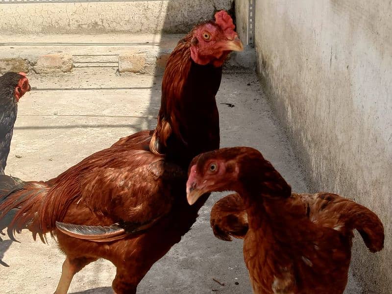 aseel hens for sale 3