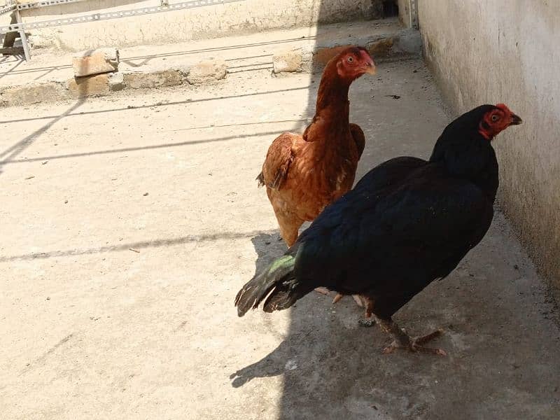 aseel hens for sale 4
