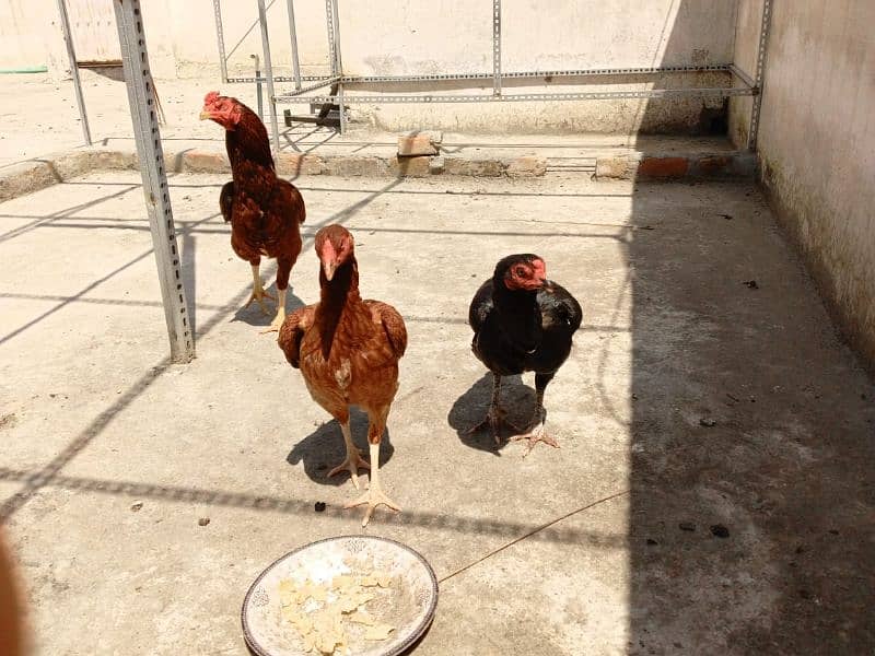 aseel hens for sale 5