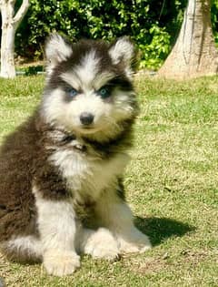 Siberian husky puppie For Sale