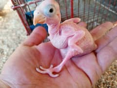 Ringneck chick for sale