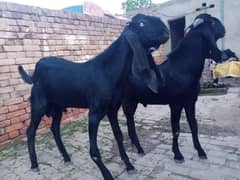 2 male Goats Young Black (1.5 years old) 0300 688 9366 0