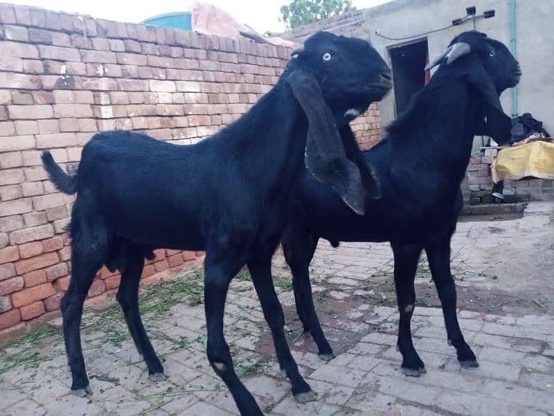2 male Goats Young Black (1.5 years old) 0300 688 9366 0