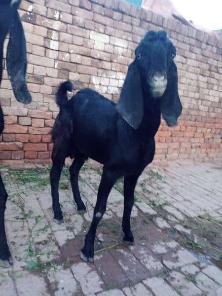 2 male Goats Young Black (1.5 years old) 0300 688 9366 1