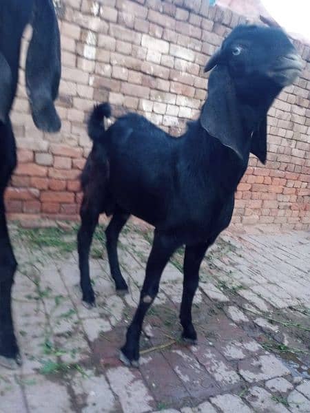 2 male Goats Young Black (1.5 years old) 0300 688 9366 2