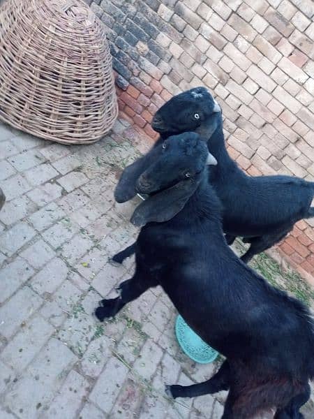 2 male Goats Young Black (1.5 years old) 0300 688 9366 3