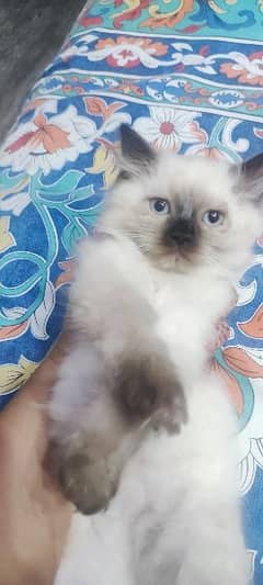 cute Himalayan kitten only serious buyer can contact on 03318973001