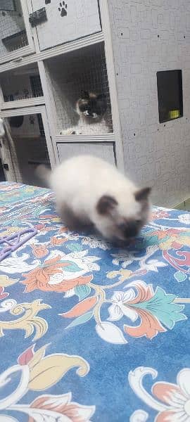 cute Himalayan kitten only serious buyer can contact on 03318973001 2