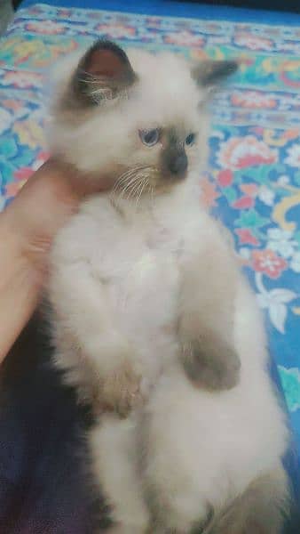 cute Himalayan kitten only serious buyer can contact on 03318973001 3