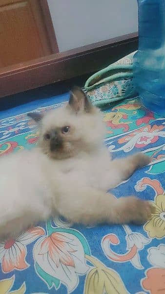 cute Himalayan kitten only serious buyer can contact on 03318973001 4