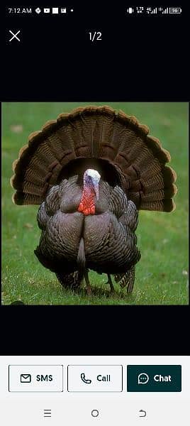 turkey 3
