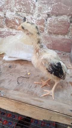 asel chick age 1 month